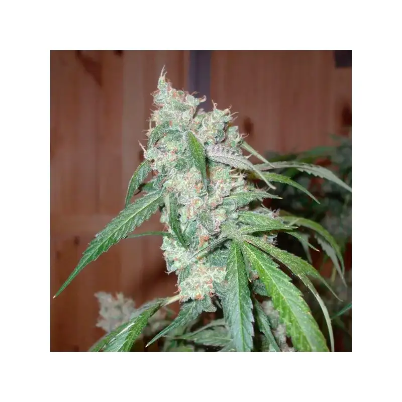 Dutch Passion – Euforia® Fem x3 - Imagen 2