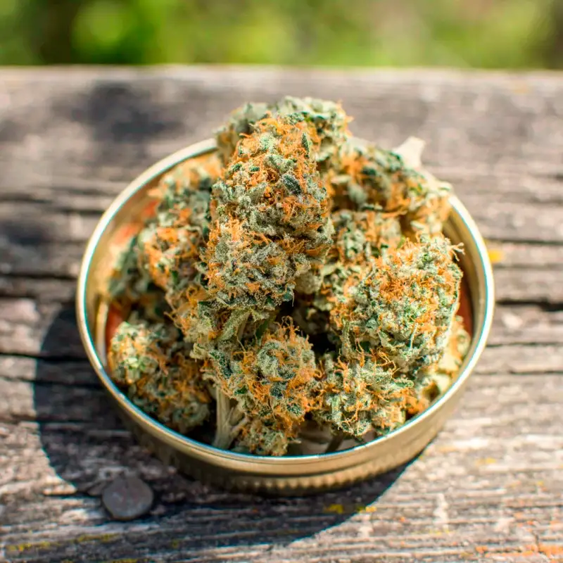 Dutch Passion – Banana Blaze® Fem x3 - Imagen 2