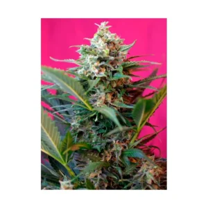 Sweet Seeds - Big Devil XL Auto® x3+1