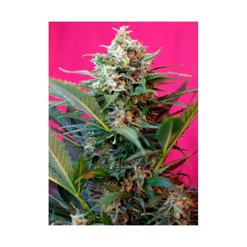 Sweet Seeds - Big Devil XL Auto® x3+1