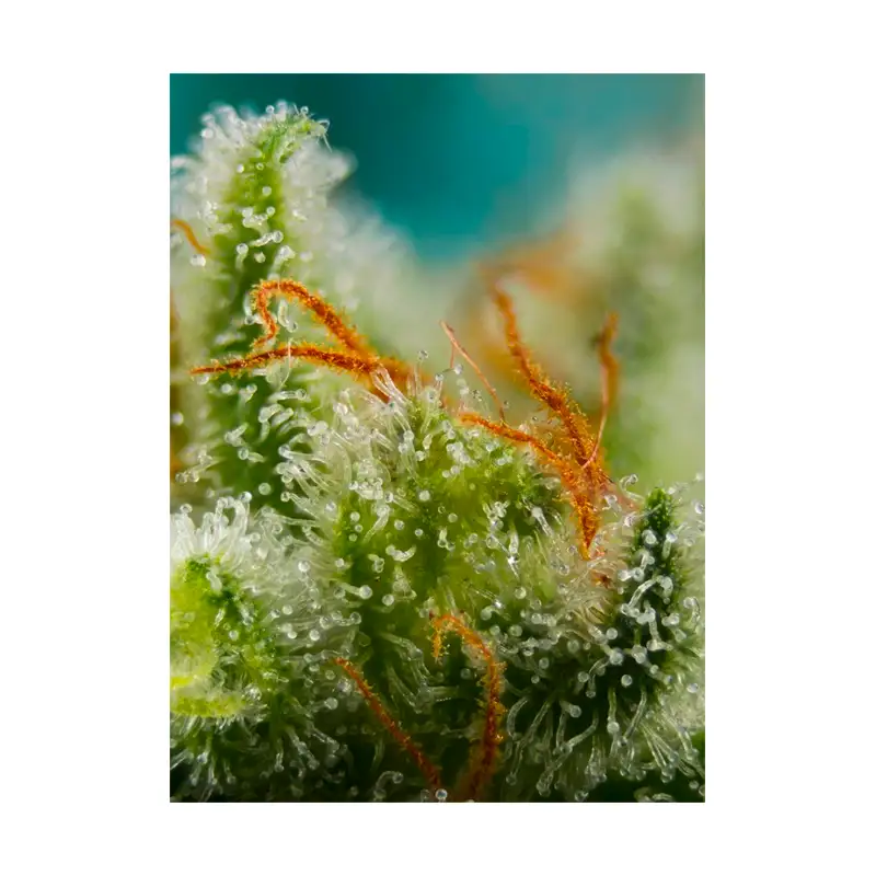 Sweet Seeds - Big Devil XL Auto® x3+1 - Imagen 3