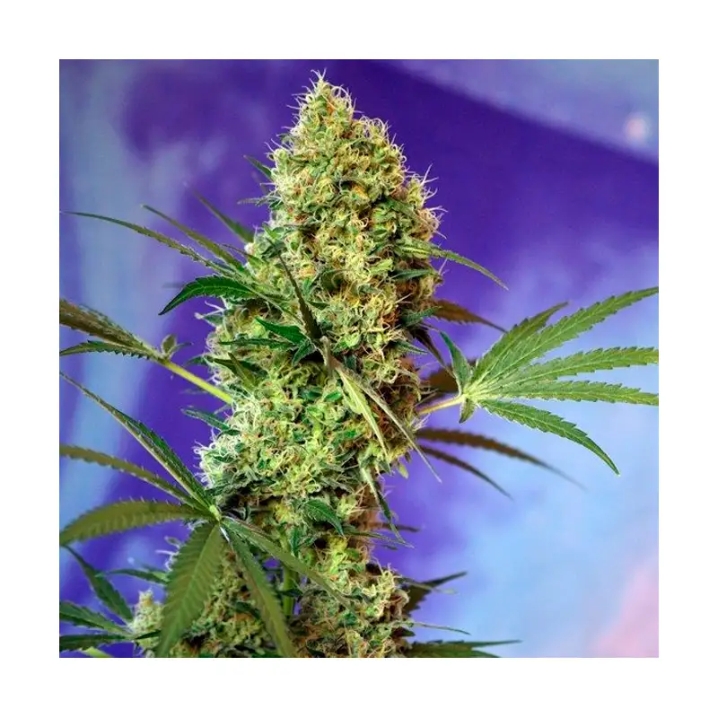 Sweet Seeds - Big Devil XL Auto® x3+1 - Imagen 2