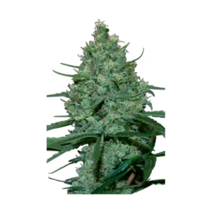 Seedmakers – Critical Fem x5