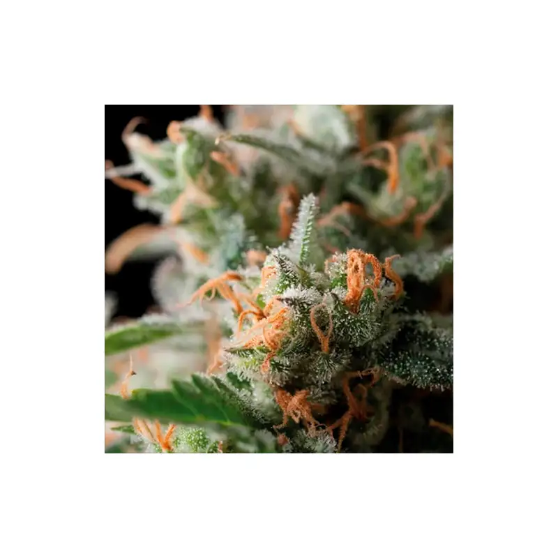 Trikoma Seeds - Jack Herer Fem x5+1