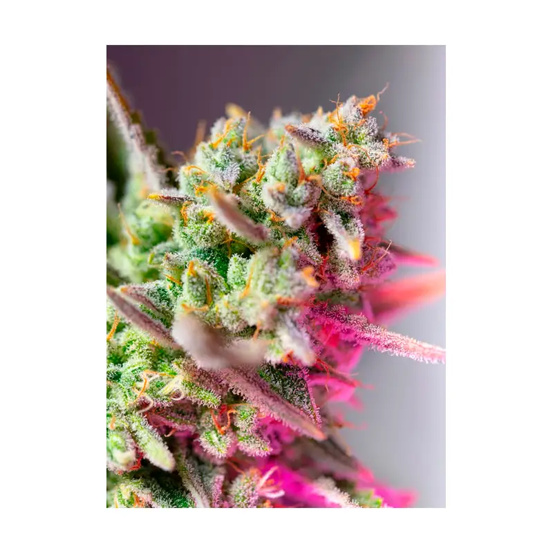 Sweet Seeds – Sweet Mimosa XL Auto® x3+1