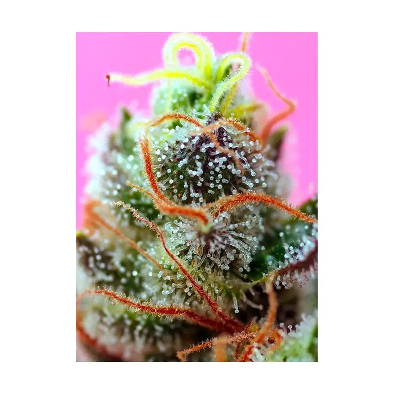 Sweet Seeds – Sweet Mimosa XL Auto® x3+1 - Imagen 2