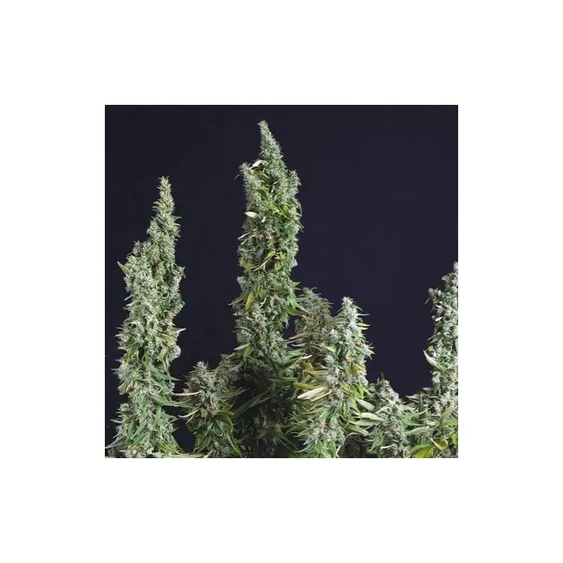 Trikoma Seeds -Nicole Og Kush x5+1