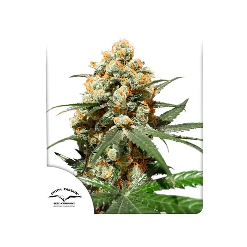 Dutch Passion – Orange Hill Special® Fem x3