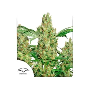Dutch Passion – Power Plant® Fem x3