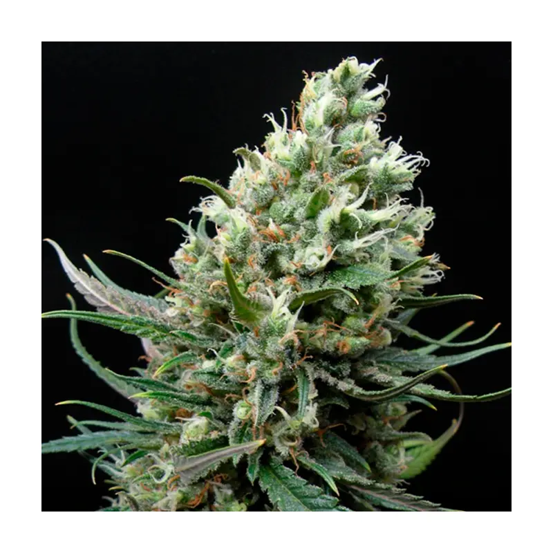 Ripper Seeds - Ripper Haze Fem x3