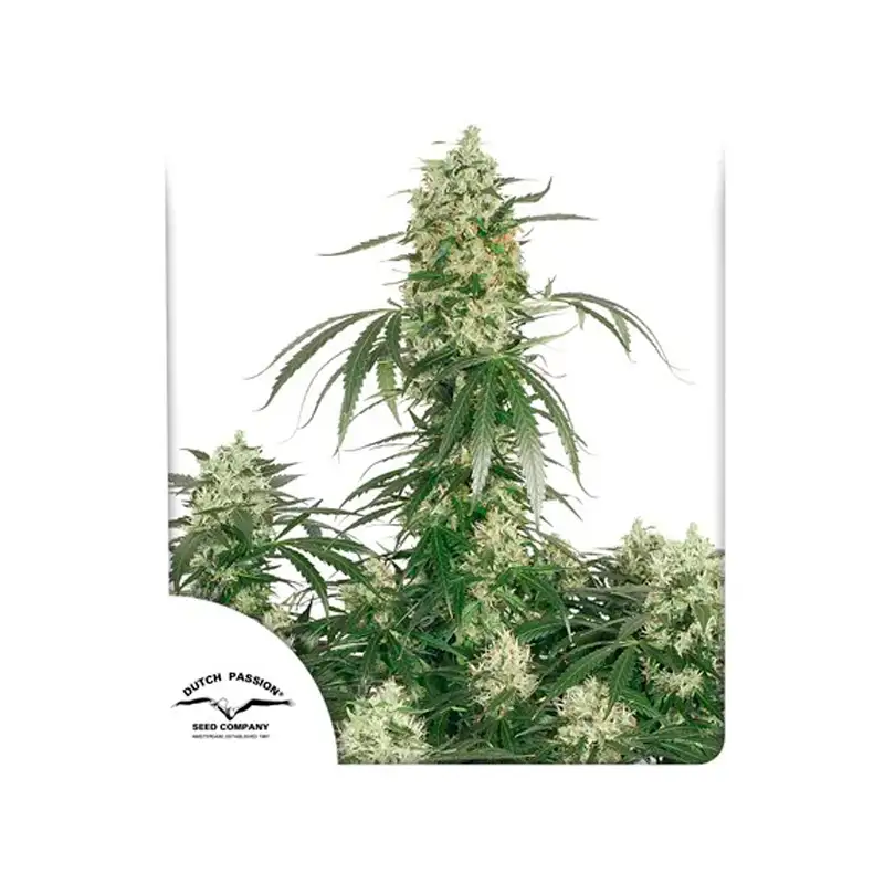 Dutch Passion – The Ultimate® Fem x3