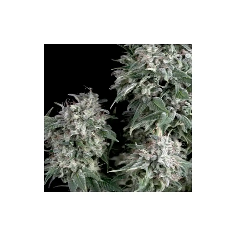 Trikoma Seeds - White Widow Fem x5+1